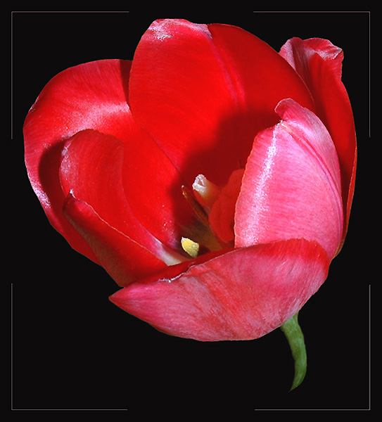 photo "Red floret" tags: macro and close-up, montage, 