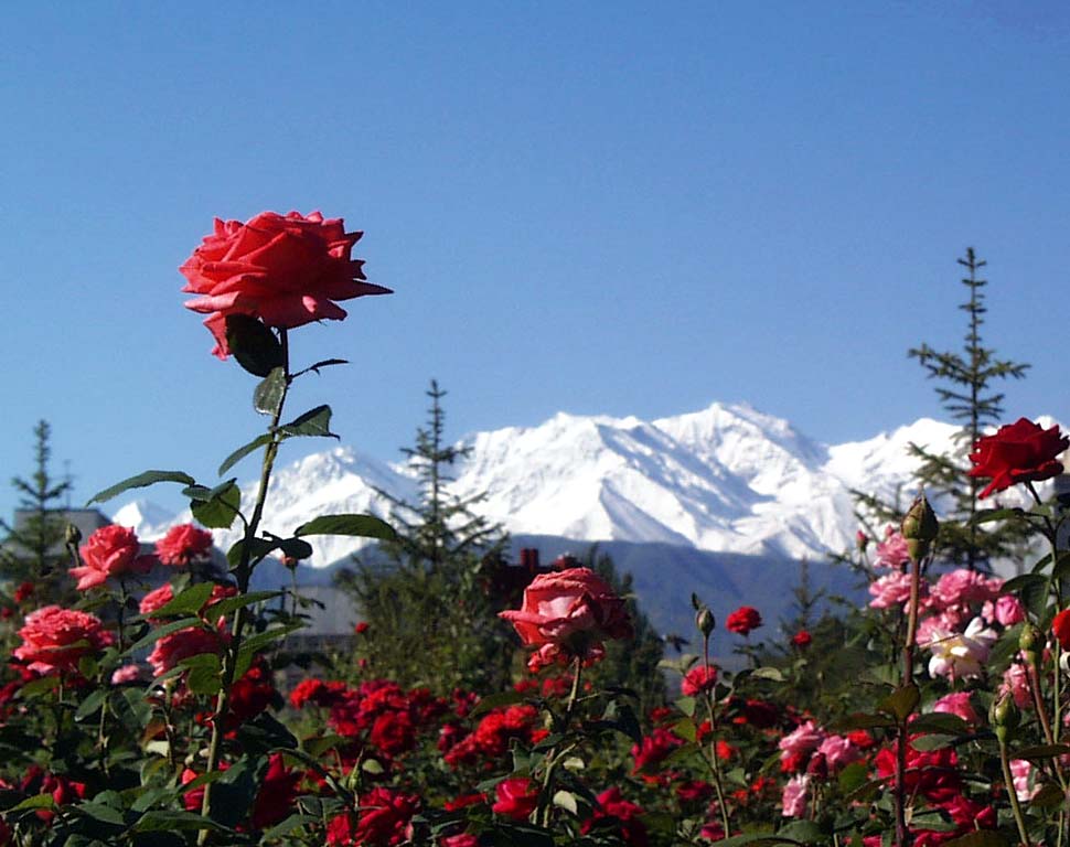 photo "Be higher than mountains can only ... roses" tags: nature, montage, flowers