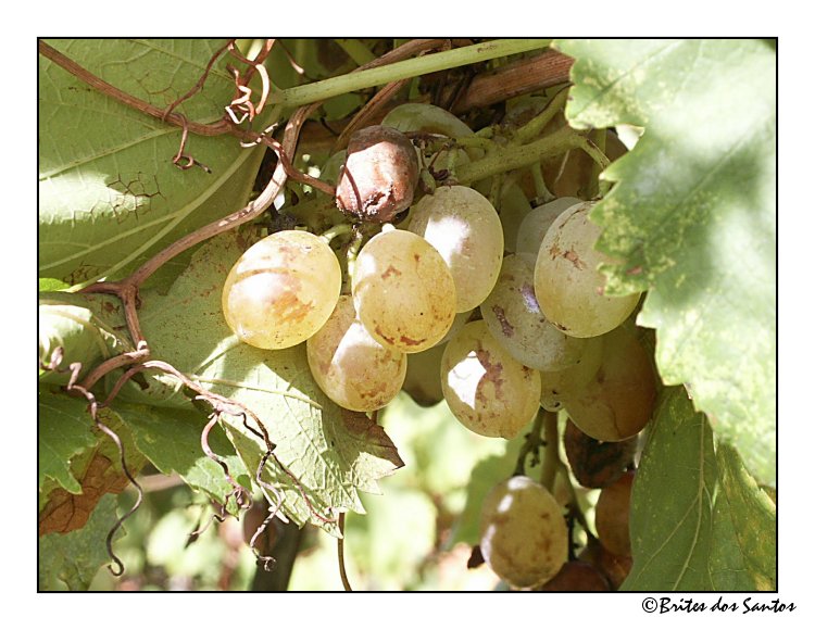 photo "Edible Fruit" tags: nature, flowers