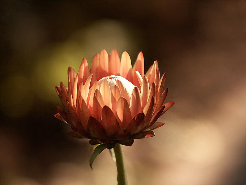 photo "bessmertnik #4" tags: nature, flowers