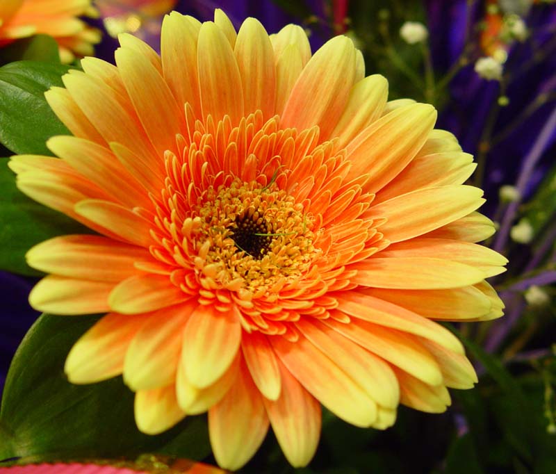 photo "SunFlower" tags: macro and close-up, nature, flowers