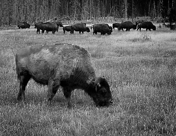 фото "Where the buffalos roam" метки: природа, путешествия, Северная Америка, дикие животные