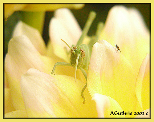 photo "David and Golieth" tags: macro and close-up, nature, insect