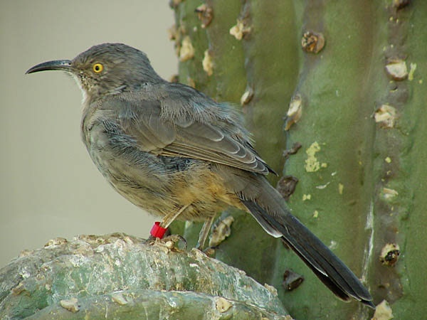 photo "Curved Bill Thrasher" tags: nature, wild animals