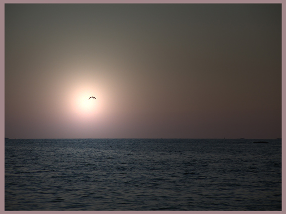 фото "lonely sunrise seagull" метки: пейзаж, фотомонтаж, закат