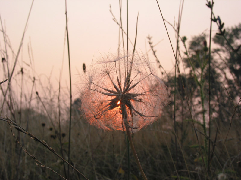 photo "My grief is so light ..." tags: macro and close-up, landscape, sunset