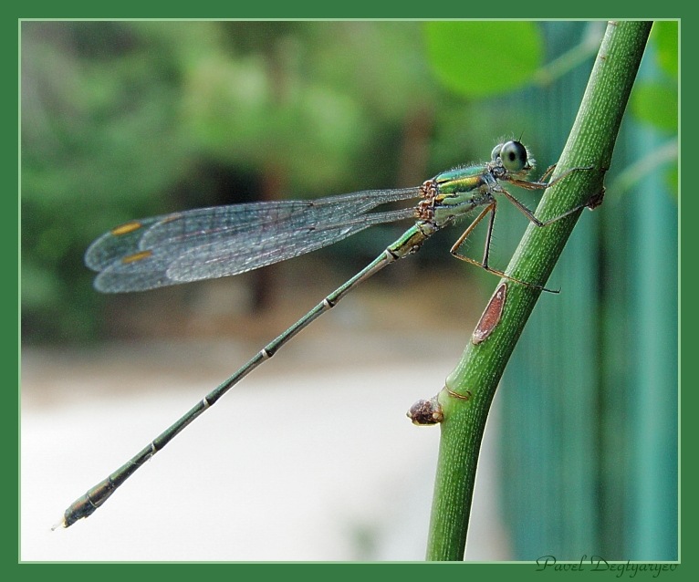 photo "Eyes on a stick" tags: macro and close-up, nature, insect