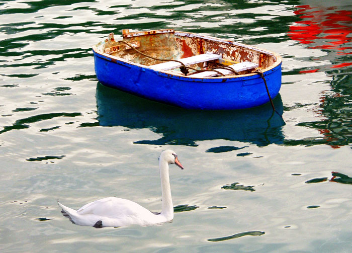 photo "Oh I wish I was an Elegant Swan!" tags: montage, 