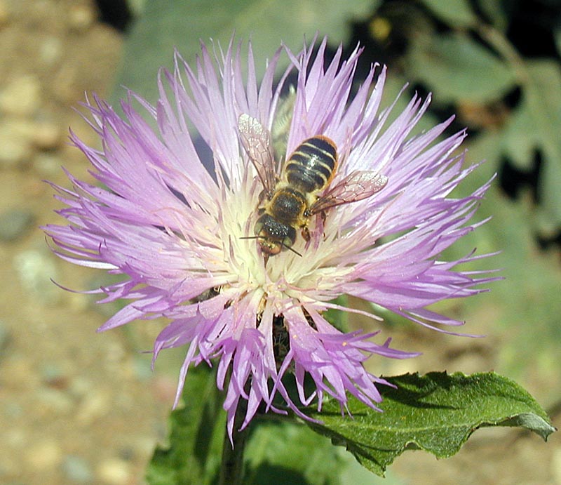 photo "Flower-Bee Composition" tags: macro and close-up, nature, insect