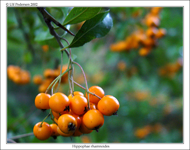 photo "| Hippophae rhamnoides |" tags: nature, still life, flowers