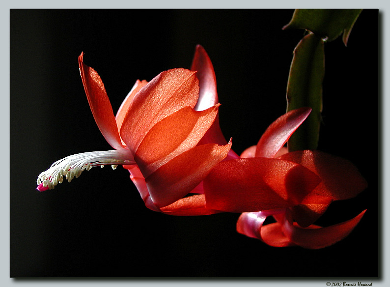 photo "Light Probe" tags: macro and close-up, nature, flowers