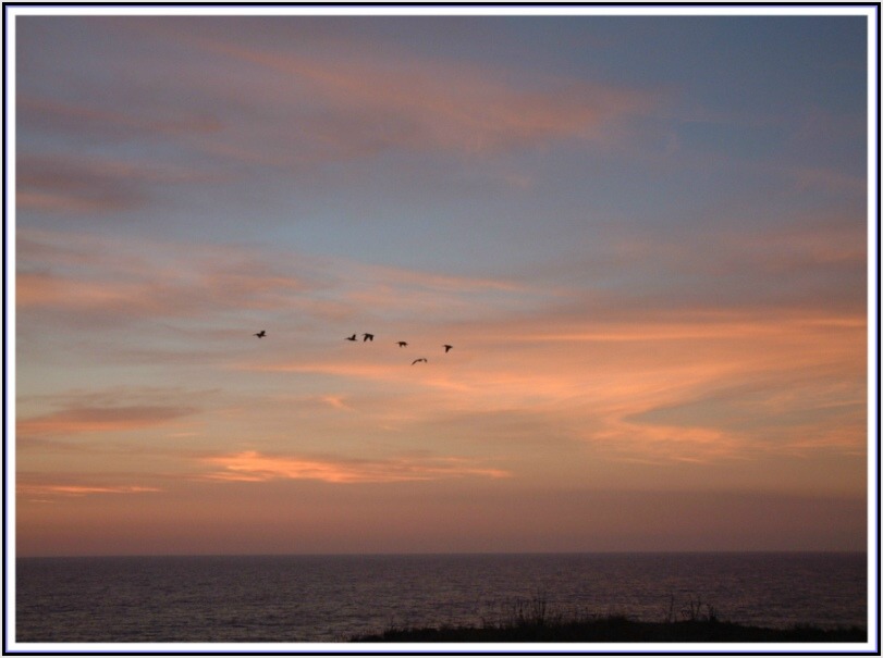 photo "Pelicans at Sunset" tags: nature, landscape, water, wild animals