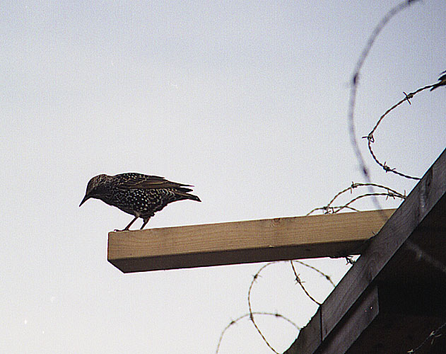 photo "Freedom?" tags: nature, wild animals