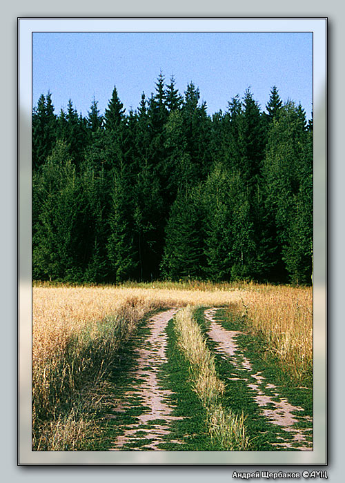 photo "Midrussian landscape" tags: landscape, forest, summer