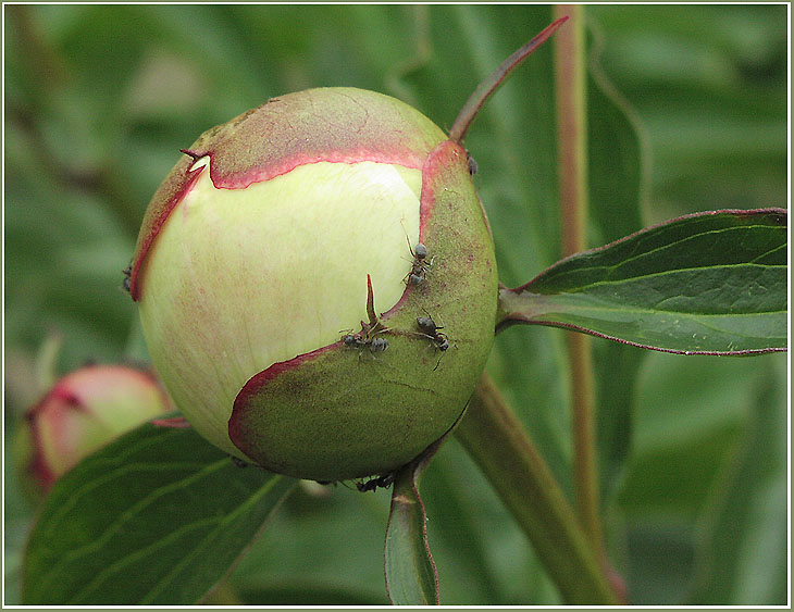 photo "New planet! We shall divide it for three?" tags: nature, flowers, insect