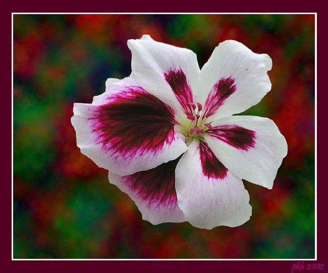 photo "Pelargonie" tags: nature, flowers