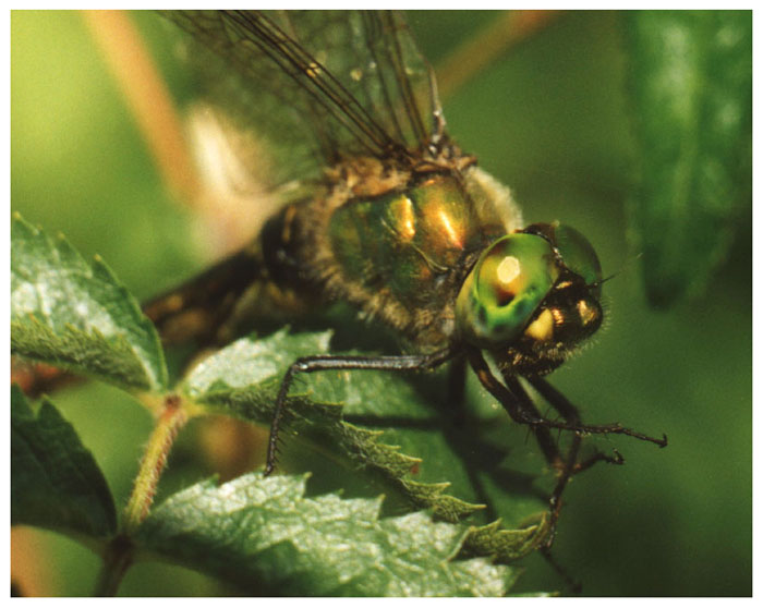photo "Dragonfly" tags: macro and close-up, 