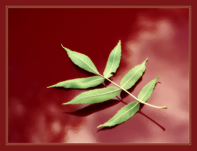 photo "Seven" tags: still life, nature, flowers