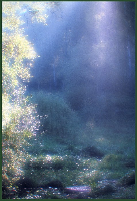 photo "Morning Dew`s Spangles" tags: landscape, forest