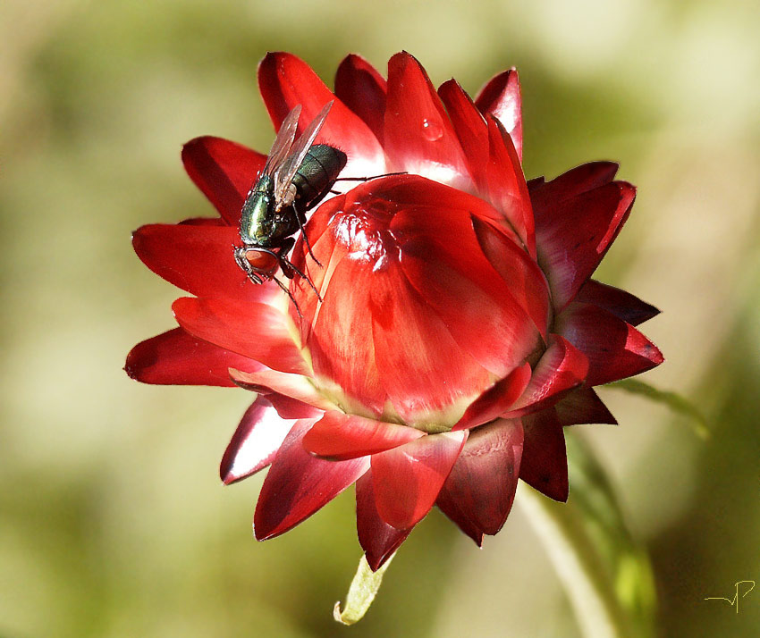 photo "it comes to me #3" tags: nature, flowers, insect