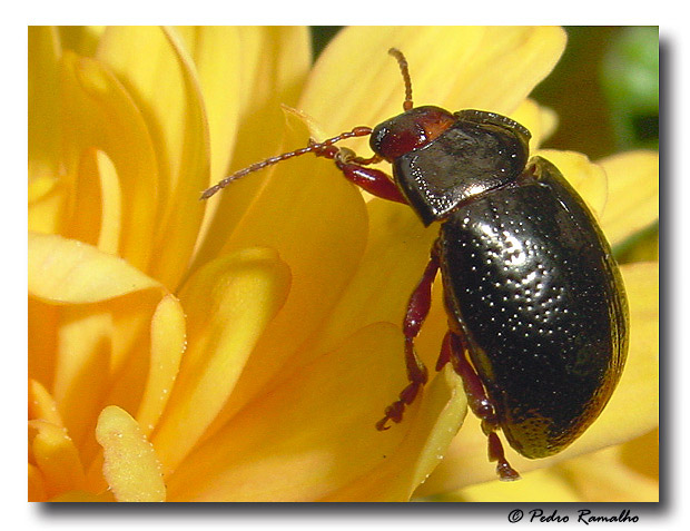 фото "Ninja Bug" метки: макро и крупный план, природа, домашние животные