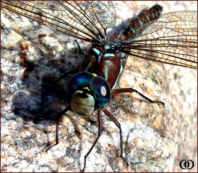 photo "Helicopter1" tags: nature, macro and close-up, insect