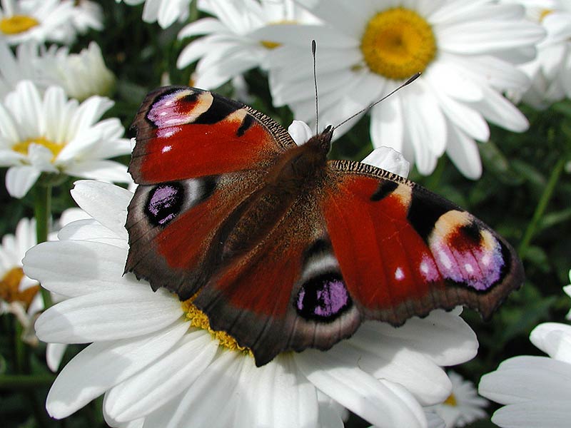 photo "The Butterfly and The Flower" tags: nature, macro and close-up, flowers