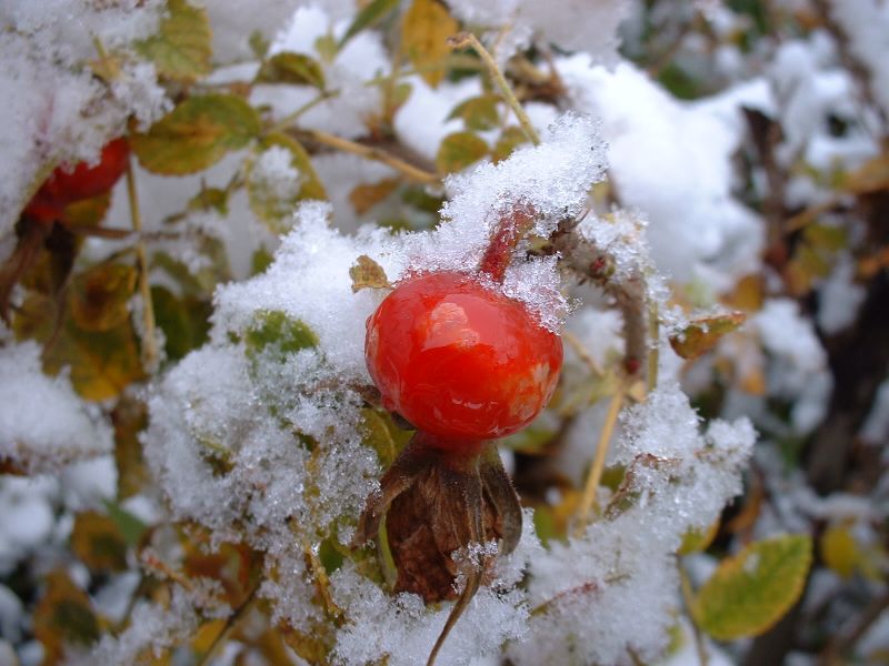 photo "Dogrose" tags: macro and close-up, 