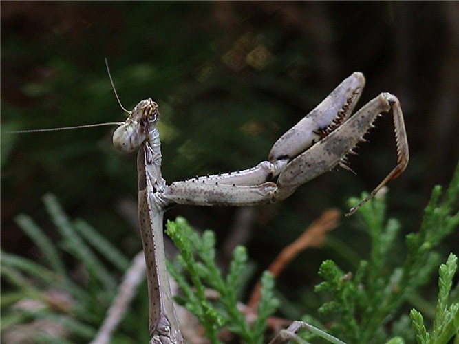 photo "Pray" tags: macro and close-up, nature, insect