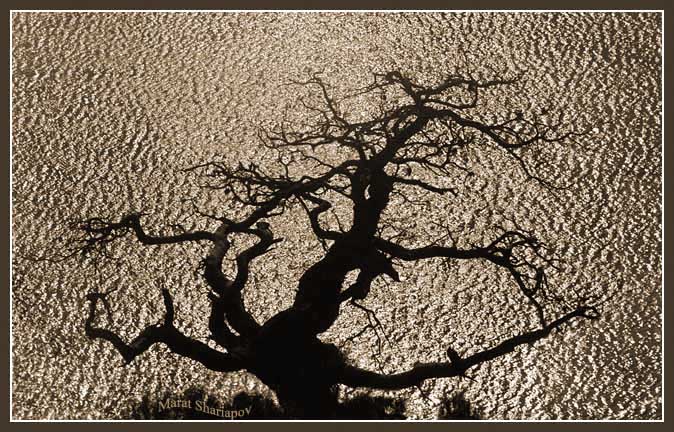 photo "old old tree" tags: landscape, forest, water