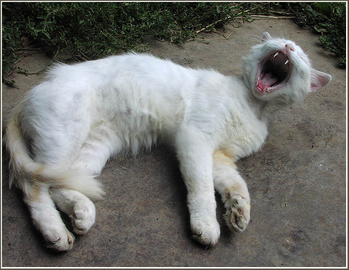 photo "Cat is the most terrible animal!" tags: nature, humor, pets/farm animals