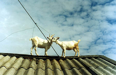 photo "goats" tags: nature, pets/farm animals