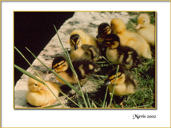 photo "On The River Bank" tags: nature, pets/farm animals, wild animals