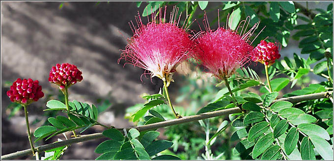 photo "Flowers" tags: macro and close-up, nature, flowers