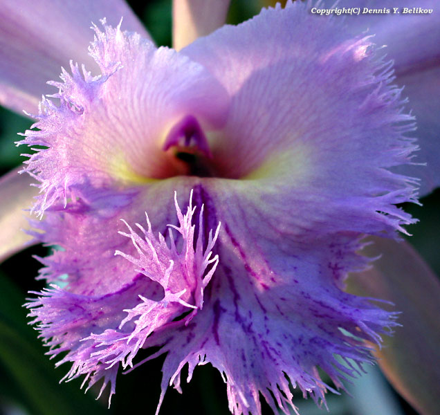 photo "Orchid" tags: macro and close-up, nature, flowers