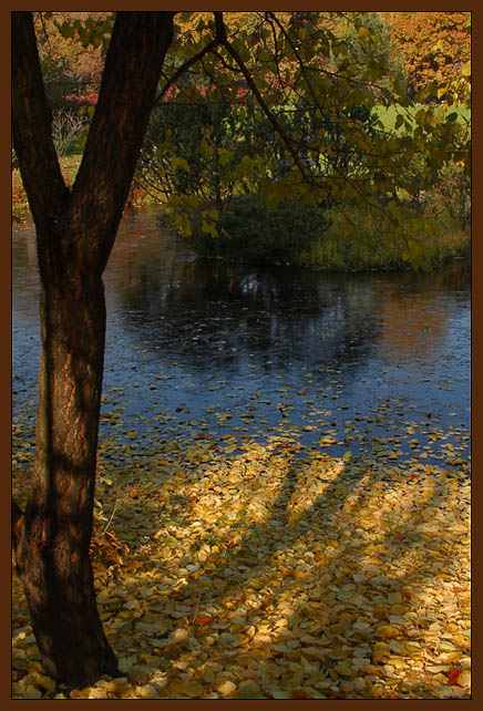 photo "Morning. Frozen pond." tags: landscape, nature, autumn