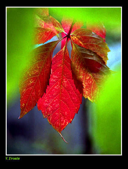 photo "Autumn color." tags: nature, misc., flowers