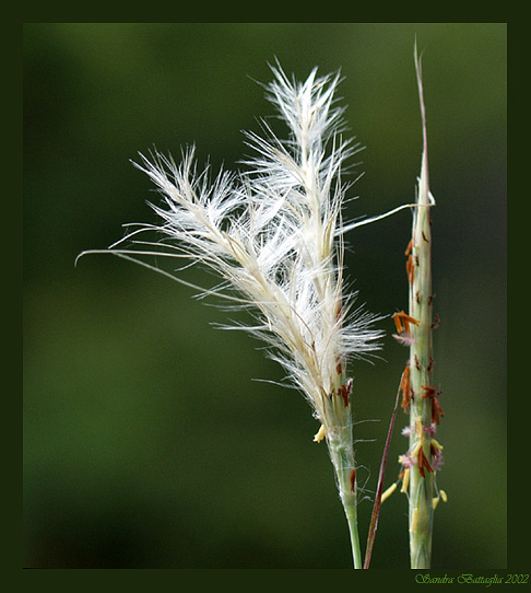 photo "The Last Tango" tags: humor, nature, flowers