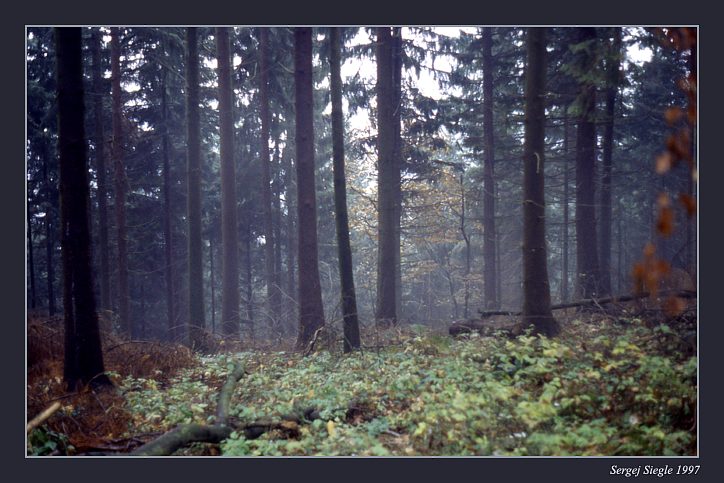 фото "Оденвальд, ноябрь" метки: пейзаж, лес