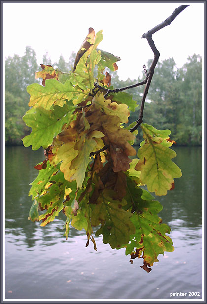 photo "Oak on a coast of a gulf" tags: landscape, autumn, water