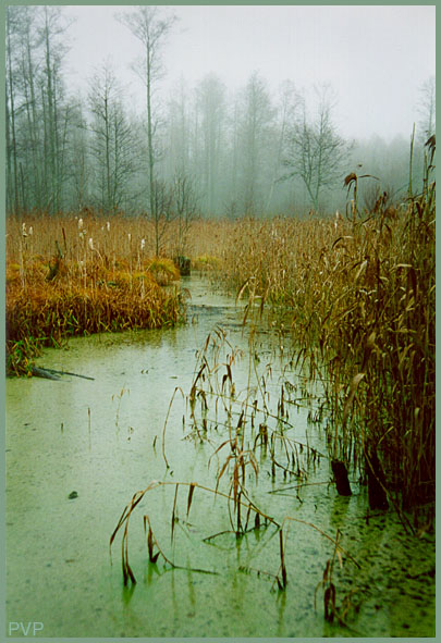 фото "Осеннее болото" метки: пейзаж, лес, осень