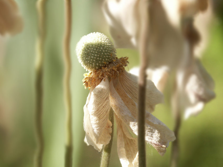 photo "fading anemone" tags: nature, macro and close-up, flowers