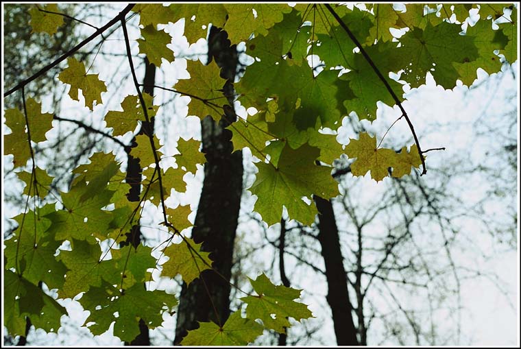 photo "Autumn comes" tags: landscape, forest