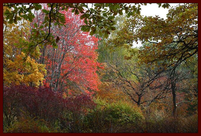 photo "Secret garden" tags: landscape, nature, autumn, flowers