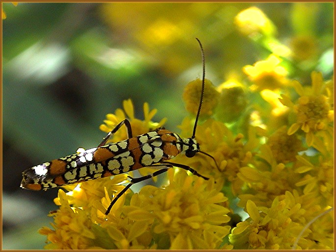 photo "Last day of summer" tags: macro and close-up, nature, insect