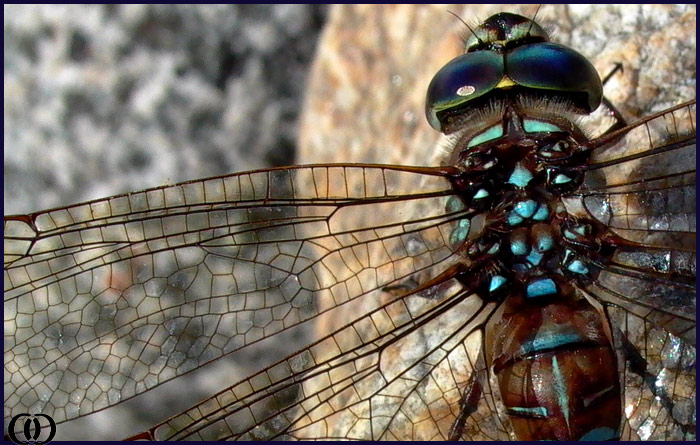 photo "Unstained Glass Window" tags: nature, insect