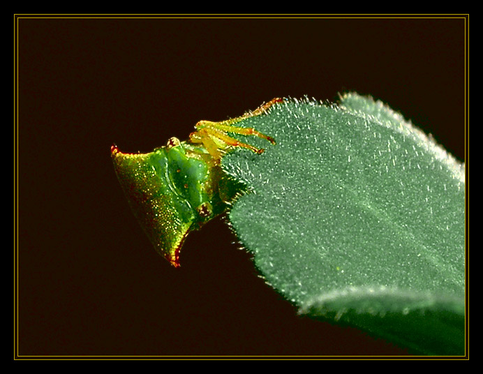 photo "These eyes opposite, a cicada." tags: macro and close-up, nature, insect