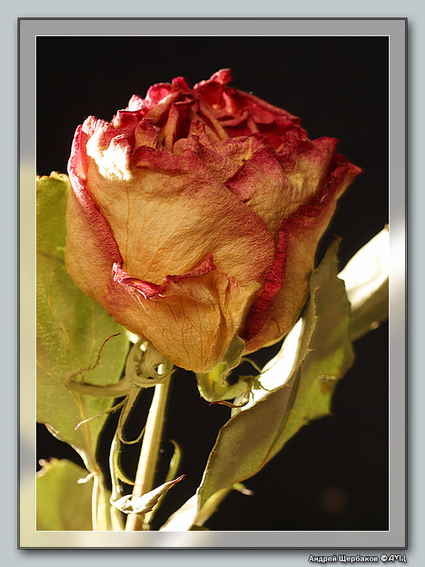 photo "The Beauty can`t be old" tags: macro and close-up, nature, flowers