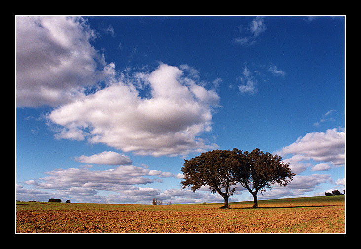 photo "friends" tags: landscape, spring