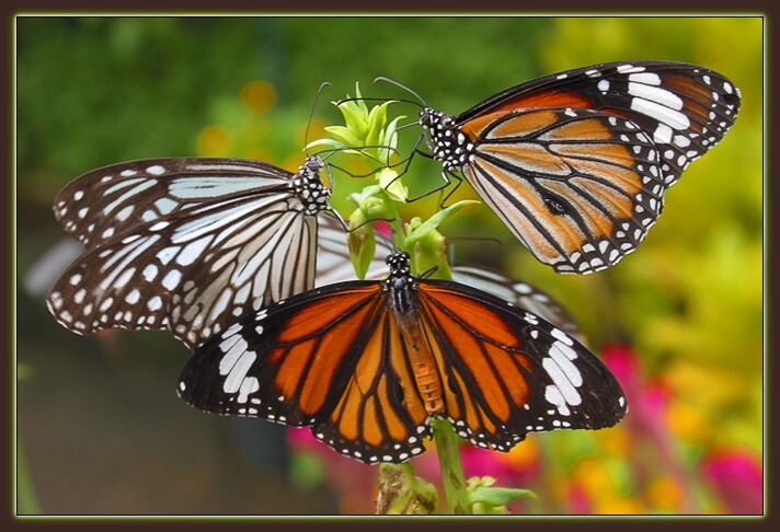 photo "Butterflies" tags: nature, macro and close-up, insect